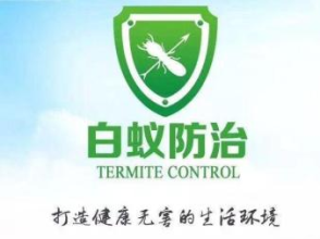 全方位蟲害防治指南 從老鼠、蟑螂到白蟻，打造無蟲宜居空間