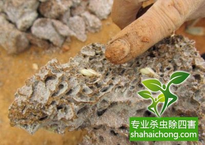 深圳白蟻防治公司 科學(xué)滅白蟻方法與專業(yè)防治服務(wù)全解析